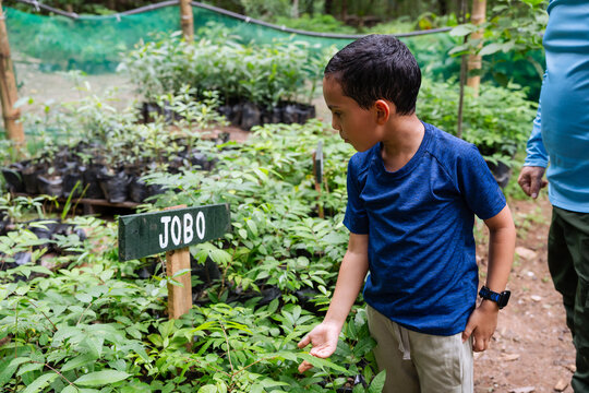 Latin boy learning about jobo tree saplings in a plant nursery, understanding reforestation and environment during a family outing