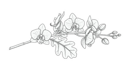 Illustration of Oak Tree Branch with Acorns. © Barusan
