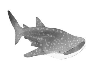 Fototapeta premium ジンベイザメ かわいい 絵本風 イラスト 海の生き物④
