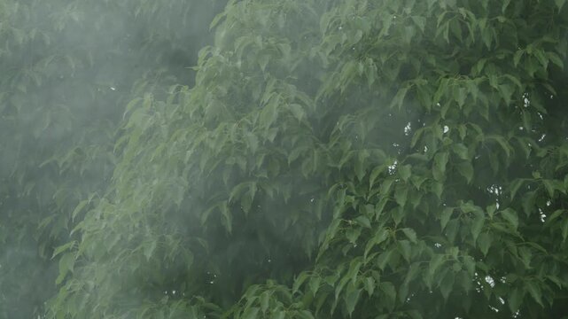 窓越しに見る台風の暴風雨で揺れる木の葉