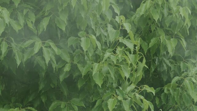 窓越しに見る台風の暴風雨で揺れる木の葉