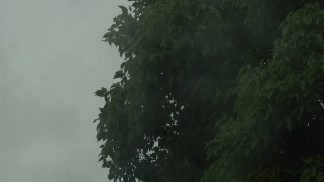 窓越しに見る台風の暴風雨で揺れる木の葉