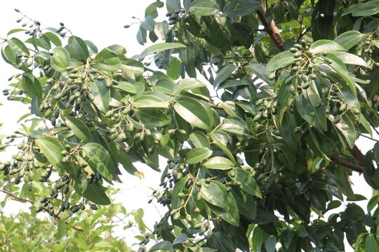 Cinnamomum tamala berries on tree in farm