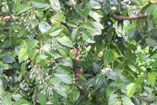 Cinnamomum tamala berries on tree in farm