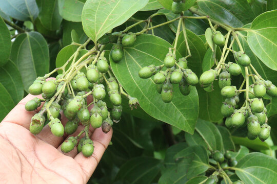 Cinnamomum tamala berries on tree in farm