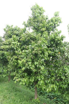 Cinnamomum tamala berries on tree in farm