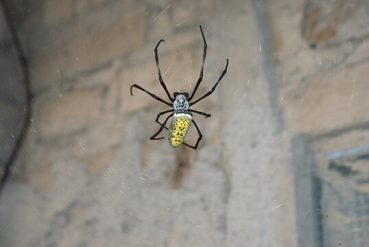 Discover the fascinating world of the Golden Orb-weaver Spider, one of the most striking arachnids found in tropical regions like Indonesia. Known scientifically as Nephila or Trichonephila.