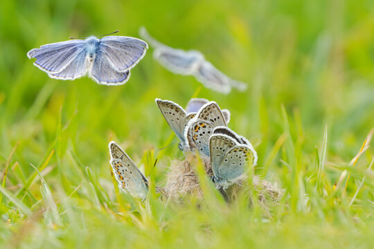 Common blue butterflies polyommatus icarus flying and aggregating on the ground in a green grass meadow, Hainich National Park, Thuringia, Germany