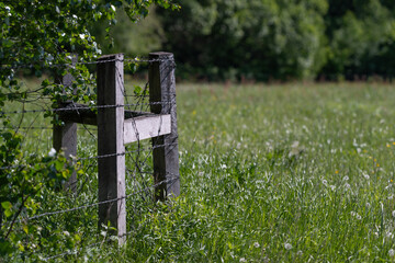 Obraz premium Weathered wooden fence post in sunlit meadow with green foliage