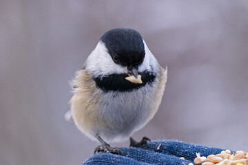A Black-capped Chickadee having Lunch © RiMa Photography