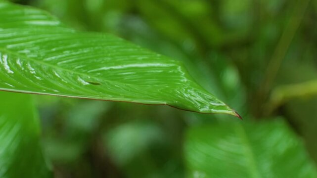 Close-up of vibrant green tropical leaf glistening with water droplets in Costa Rica jungle. Detailed texture shows parallel veins and distinctive red edge against soft bokeh background.