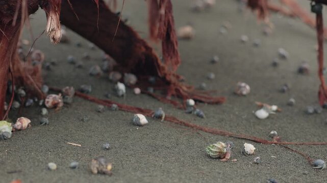 Dozens of hermit crabs in varied shells crawl slowly across dark volcanic sand beneath weathered driftwood with reddish fibrous bark, creating a moody coastal scene with shallow depth of field.
