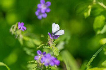 Obraz premium Small white butterfly resting on purple wildflower in sunlit green meadow