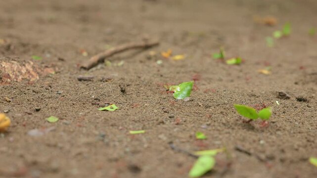 Ants carry fresh green leaf pieces across sandy brown soil in a tropical forest. Leafcutter ants march in a line transporting vegetation fragments with twigs and debris scattered on the ground.