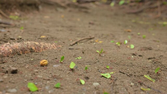 Ants carry freshly cut green leaf fragments across sandy brown soil in tropical forest setting.