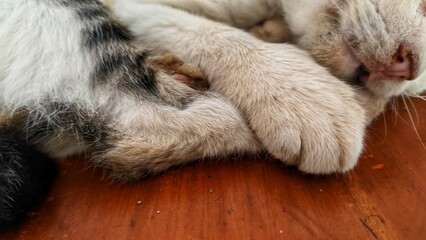 cat sleeping on the floor © Sand in Ito