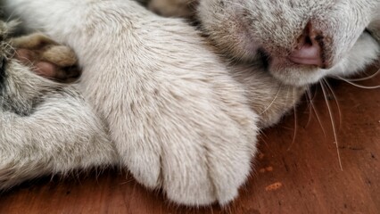 cat lying on the floor © Sand in Ito
