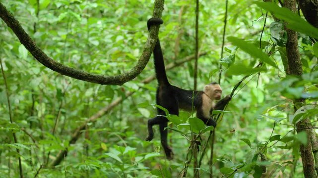 Costa Rica jungle wildlife scene showing white-faced capuchin monkey hanging from curved vine branch in lush tropical rainforest. Primate swings through dense green foliage and vegetation.