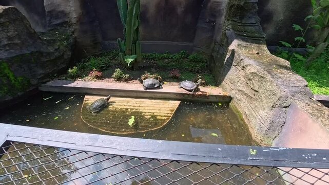 Serene Turtles Relaxing on a Floating Platform Surrounded by Lush Greenery