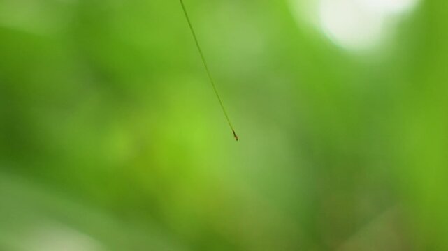 Delicate water droplet clings to a slender plant stem before gracefully falling in slow motion, captured against a dreamy soft-focus background of lush vibrant green foliage with gentle bokeh light.