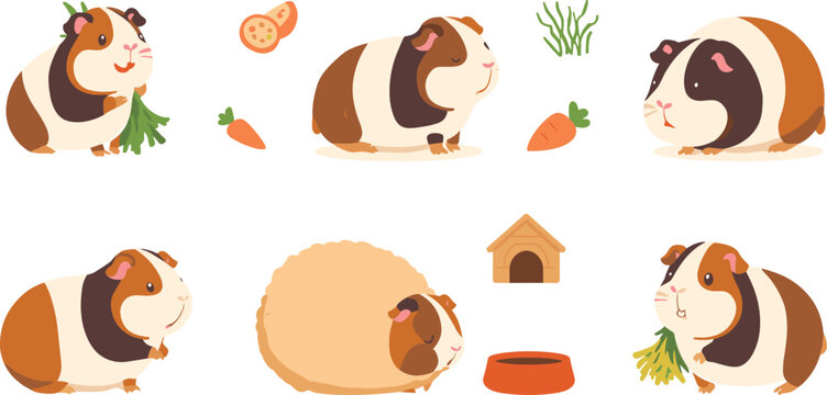 Cute Guinea Pig Cartoon Collection Featuring Adorable Cavies Eating Carrots Resting and Pet Care Accessories Vector Illustration
