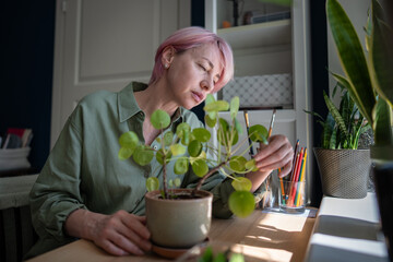 Obraz premium Focused mature woman plant lover inspecting potted Pilea peperomioides plant condition, concerned female gardener taking care of indoor houseplant, sitting at table touching looking at plant foliage