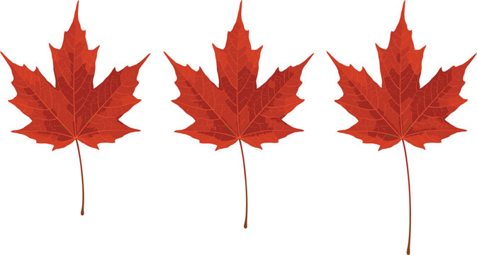 Red autumn maple leaves mockups set, fall foliage botanical nature symbols vector flat illustrations