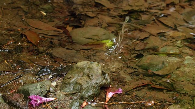 Small lizard rests on mossy rock beside shallow forest stream. Fallen brown and green leaves scatter across wet ground with pink flower petals adding color to the natural scene.