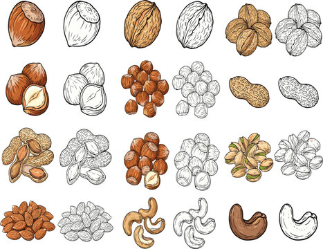 Nuts hand drawn sketch vector illustrations set, hazelnut walnut peanut almond pistachio and cashew collection