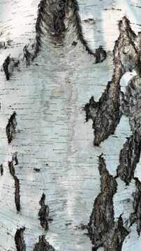 Birch Bark Texture: A close-up, detailed view of the striking white and black textured bark of a birch tree, showcasing its natural patterns and rugged surface.