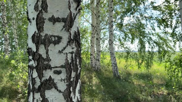 Birch Tree Bark in Sunlight: A close-up view of the distinctive black and white patterned bark of a birch tree, with a grove of birch trees and green foliage in the soft sunlight of a summer day.