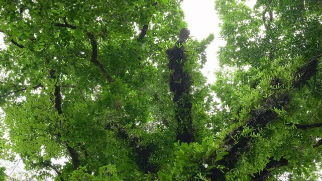 Costa Rica jungle canopy viewed from below as water drops slowly fall from dense green foliage. Vibrant tropical trees with moss-covered branches create natural frame against overcast sky.