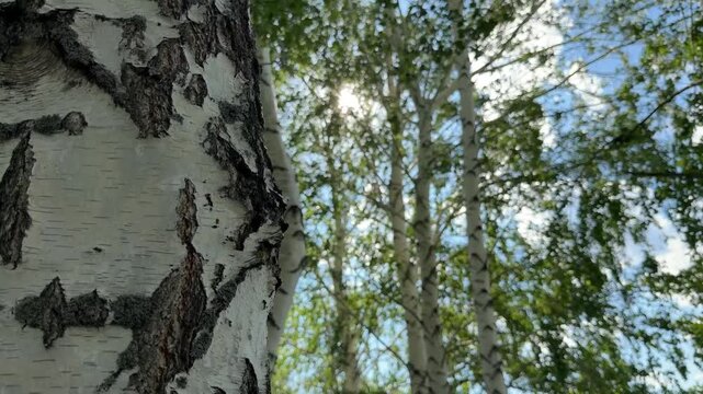 Birch Tree Bark Up Close: A close-up view of textured birch tree bark with sunlight filtering through the leaves in the background, showcasing the natural beauty of the forest.