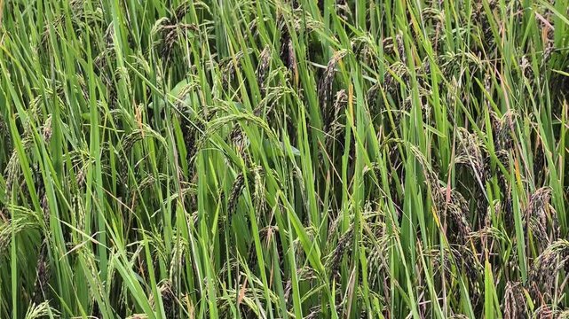 Black rice grains ready for harvest.