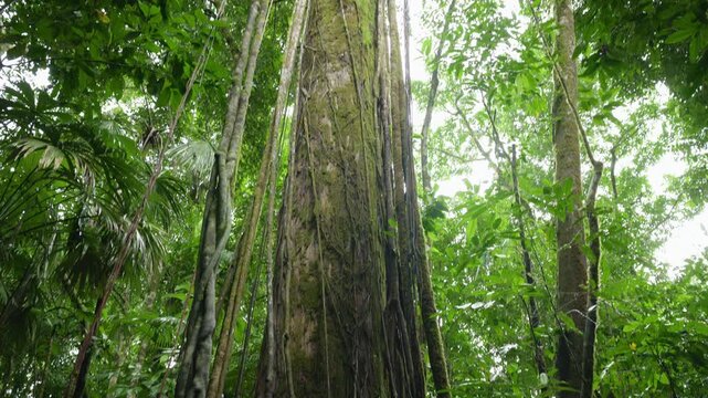 Massive tropical rainforest tree trunk covered with moss and climbing vines reaching toward the canopy. Dense green foliage surrounds the ancient giant in humid jungle setting.