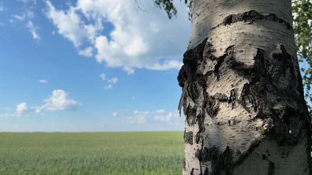 Close-up of Birch Tree Trunk in a Field: A textured birch tree trunk stands in sharp focus in the foreground.