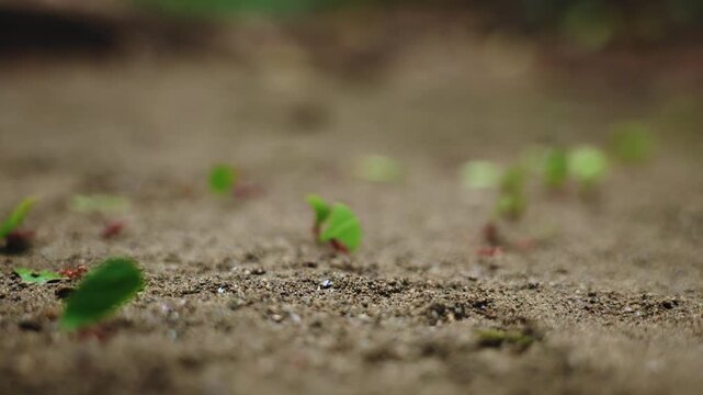 Leafcutter ants march in procession carrying bright green leaf fragments across brown sandy forest floor, shallow depth of field creates dreamy bokeh with blurred green foliage in background.