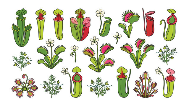 Colorful vector illustration collection of various exotic carnivorous plants Venus flytrap and pitcher