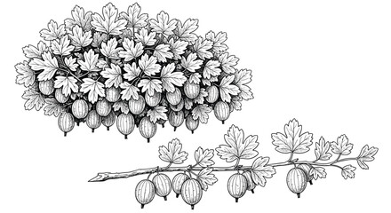 Fototapeta premium Detailed botanical engraving of a gooseberry bush and a single fruit-bearing branch shown in monochrome against a clean white background.