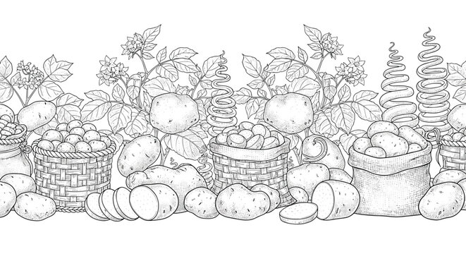 Detailed line art drawing of a potato harvest with baskets and sacks full of raw vegetables in a seamless horizontal border.