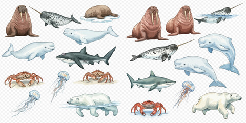 Arctic and Antarctic marine animals set including walrus, narwhal, beluga whale, shark, crab, jellyfish, and polar bear illustrations. © Ytaja