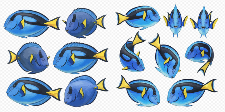 Set of blue tang fish illustrations in various poses, showcasing their vibrant colors and unique patterns.