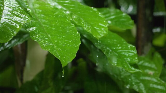 Lush green tropical leaves glisten with raindrops in Costa Rica jungle. Water drips from vibrant foliage during rainfall in dense rainforest setting with bokeh background.