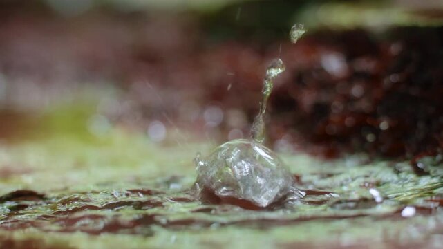 Macro close-up of raindrops falling and splashing into a shallow puddle creating dramatic water crowns and ripples with soft bokeh background of green moss and brown foliage in tropical jungle.