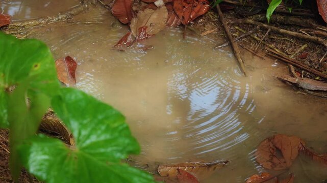 Raindrops create expanding ripples on muddy water surface in Costa Rica jungle. Fallen brown leaves float among twigs while vibrant green tropical foliage frames the scene in dense rainforest.