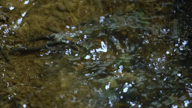Crystal clear shallow stream water rushes over mossy rocks and pebbles in a forest setting, with white foam bubbles forming swirling patterns as sunlight catches the rippling surface texture.