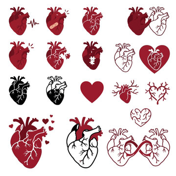Comprehensive Collection of Anatomical Corazon Vector Graphics and Stylized Heart Illustration Icons for Medical and Romantic Design Projects