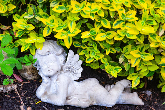 Little cherub angel statue lying on the ground under a bright yellow and green euonymus bush in a cemetery or garden