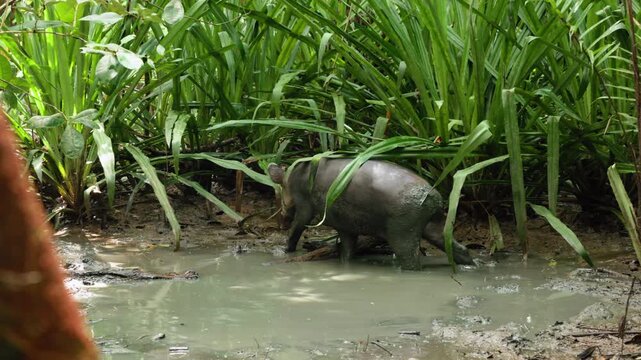 Wild tapir walks through shallow muddy water in lush tropical rainforest setting. The grey mammal navigates between dense green palm fronds and vegetation along the swampy riverbank.