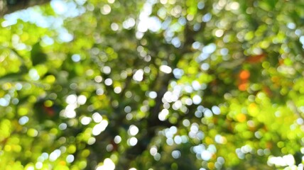 Lush green leaves blur softly against bright sunlit sky. Dappled light dances through thick tree branches overhead. Vibrant foliage creates a dreamy, peaceful natural backdrop © I